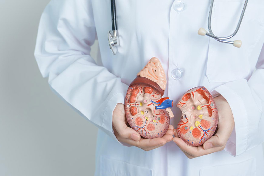 Pulmo Sleep Centar Eliksir | Transplantacija bubrega – život pre i nakon presađivanja bubrega